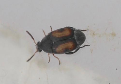 Bruchidius sp.